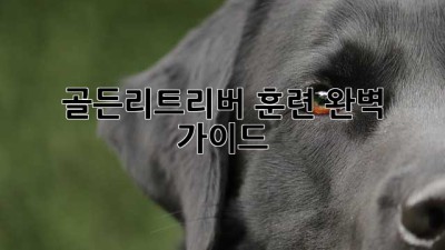 골든리트리버 훈련 완벽 가이드